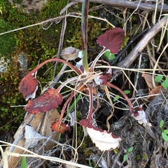 Eriogonum nudum auriculatum