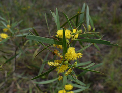 Acacia whitei