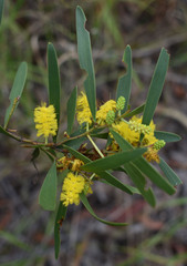 Acacia whitei