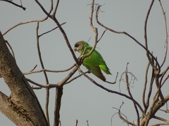 Poicephalus senegalus