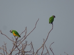 Poicephalus senegalus