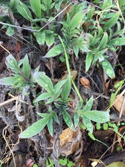 Phacelia imbricata imbricata
