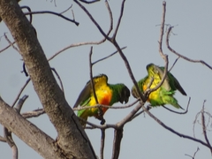 Poicephalus senegalus