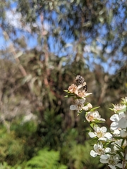 Lipotriches australica