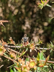 Lipotriches australica