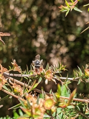 Lipotriches australica