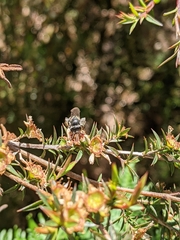 Lipotriches australica