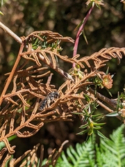 Lipotriches australica