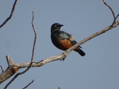 Lamprotornis pulcher