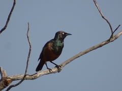 Lamprotornis pulcher
