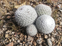 Mammillaria albilanata