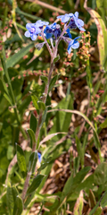 Cynoglossum australe