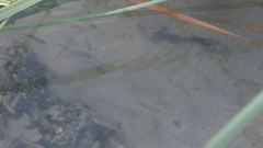 Cyprinodon variegatus