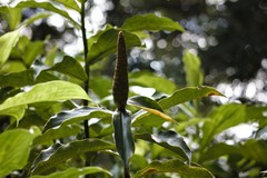 Costus pulverulentus