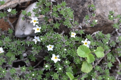 Euploca confertifolia