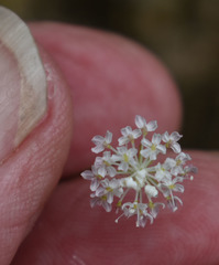 Trachymene tenuifolia