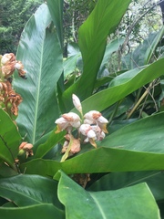 Alpinia hainanensis