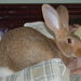 Domestic Rabbit - Photo (c) The Original Turtle, some rights reserved (CC BY-NC-ND)