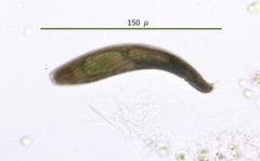 Lepocinclis fusca