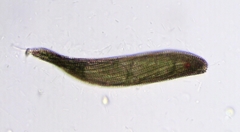 Lepocinclis fusca
