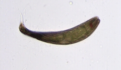 Lepocinclis fusca