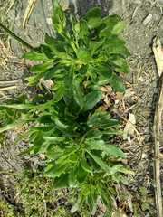 Senecio glastifolius