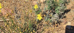 Crocanthemum aldersonii