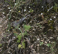 Trachymene tenuifolia