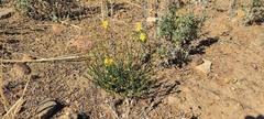 Crocanthemum aldersonii