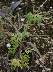 Trachymene tenuifolia