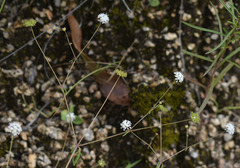 Trachymene tenuifolia