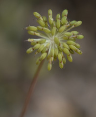 Trachymene tenuifolia