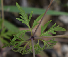 Trachymene tenuifolia