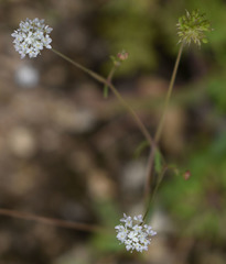 Trachymene tenuifolia