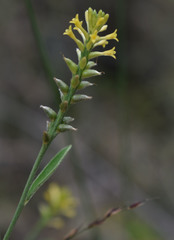 Pimelea sericostachya