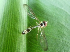 Nuntianus