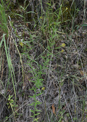 Pimelea sericostachya