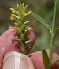 Pimelea sericostachya