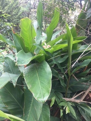 Alpinia hainanensis
