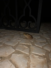 Rhinella diptycha