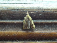 Sparganothis pilleriana