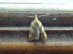 Sparganothis pilleriana