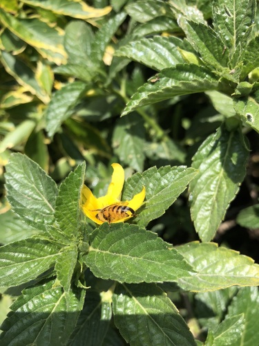 photo of Western Honey Bee (Apis mellifera)