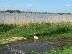 Cygnus olor