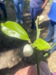 Diaphorina citri