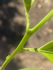 Diaphorina citri