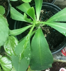 Eryngium foetidum