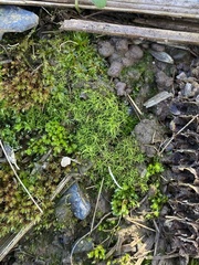 Trichodon cylindricus