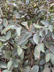 Ficus velutina