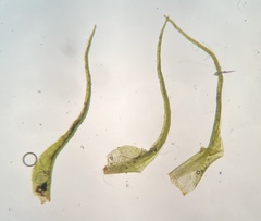 Trichodon cylindricus